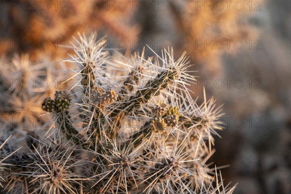 Grand Canyon National Park, Arizona - Whipple chola (Cylindropuntia whipplei), a cactus growing on the Canyon's south rim