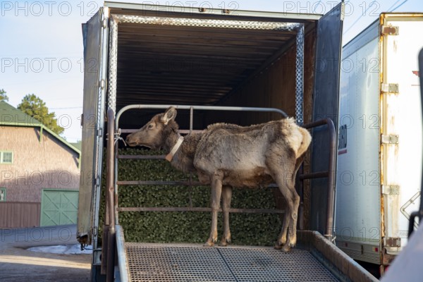 Grand Canyon National Park, Arizona - An elk (Cervus canadensis) stands on the ramp of a truck that contains food for mules. About 150 mules are in the herd used to carry visitors and supplies in and out of the Canyon