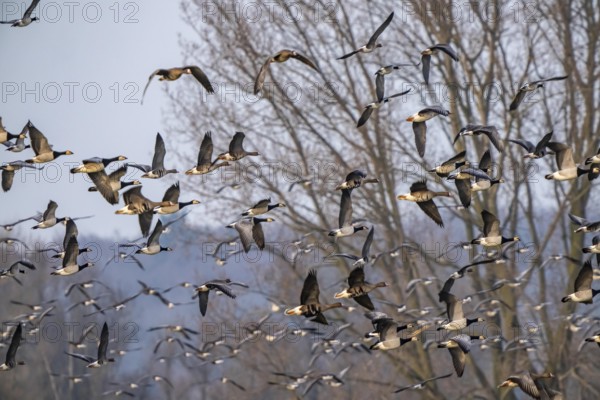 Bislicher Insel, nature reserve on the Rhine, Altrheinarm, near Xanten, Lower Rhine, Wesel district, one of the few floodplain landscapes in Germany, over 20, 000 wild birds, many arctic geese species pause and hibernate here, here white-cheeked geese and coot geese, North Rhine-Westphalia, Germany