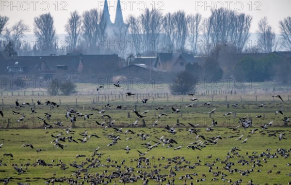 Bislicher Insel, nature reserve on the Rhine, Altrheinarm, near Xanten, Lower Rhine, Wesel district, one of the few floodplain landscapes in Germany, over 20, 000 wild birds, many arctic geese species pause and hibernate here, here white-cheeked geese and coot geese, in the back of St. Victor Cathedral in Xanten, North Rhine-Westphalia, Germany