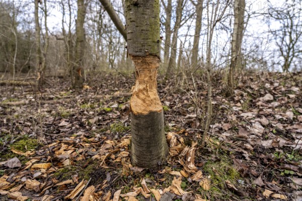 Bislicher Insel, nature reserve on the Rhine, Altrheinarm, near Xanten, Lower Rhine, Wesel district, one of the few floodplain landscapes in Germany, nibbled on trees by beavers in winter, in 2024 the beavers were resettled here, North Rhine-Westphalia, Germany