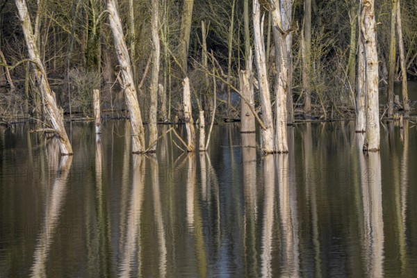 The Bislicher Insel, nature reserve on the Rhine, Altrheinarm, near Xanten, Lower Rhine, Wesel district, one of the few floodplain landscapes in Germany, winter, North Rhine-Westphalia, Germany