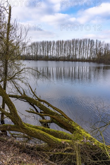 The Bislicher Insel, nature reserve on the Rhine, Altrheinarm, near Xanten, Lower Rhine, Wesel district, one of the few floodplain landscapes in Germany, winter, North Rhine-Westphalia, Germany