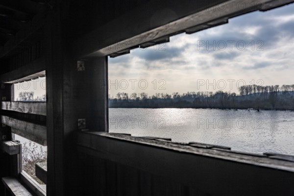 The Bislicher Insel, nature reserve on the Rhine, Altrheinarm, near Xanten, Lower Rhine, Wesel district, one of the few floodplain landscapes in Germany, bird watching hut, winter, North Rhine-Westphalia, Germany