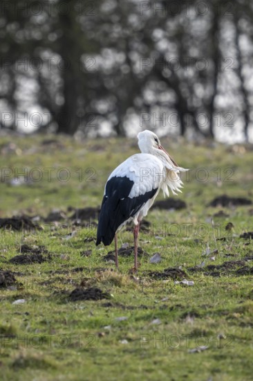 The Bislicher Insel, nature reserve on the Rhine, Altrheinarm, near Xanten, Lower Rhine, Wesel district, one of the few floodplain landscapes in Germany, winter, many wild birds over winters here, white stork, Ciconia ciconia, North Rhine-Westphalia, Germany