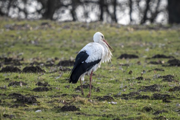 The Bislicher Insel, nature reserve on the Rhine, Altrheinarm, near Xanten, Lower Rhine, Wesel district, one of the few floodplain landscapes in Germany, winter, many wild birds over winters here, white stork, Ciconia ciconia, North Rhine-Westphalia, Germany