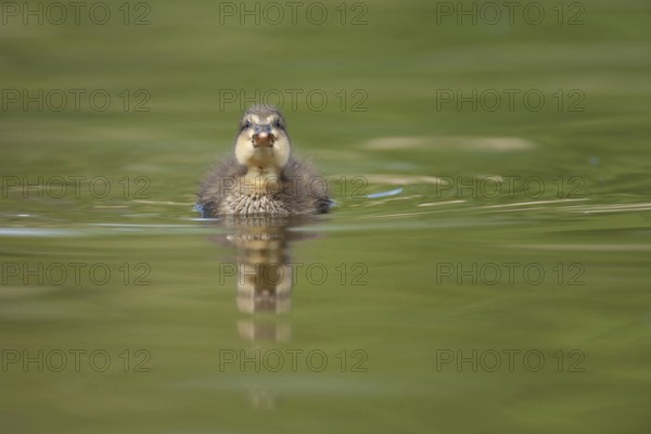 Mallard duck (Anas platyrhynchos) juvenile baby duckling bird on a lake in spring, England, United KIngdom