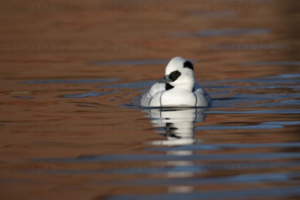 Smew (Mergellus albellus) adult male sawbill duck bird on a lake in winter, England, United KIngdom
