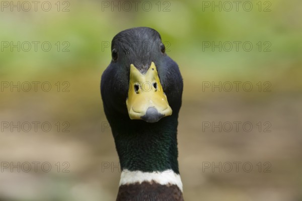 Mallard duck (Anas platyrhynchos) adult male bird head portrait, England, United KIngdom