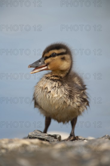 Mallard duck (Anas platyrhynchos) juvenile baby duckling bird quacking in spring, England, United KIngdom