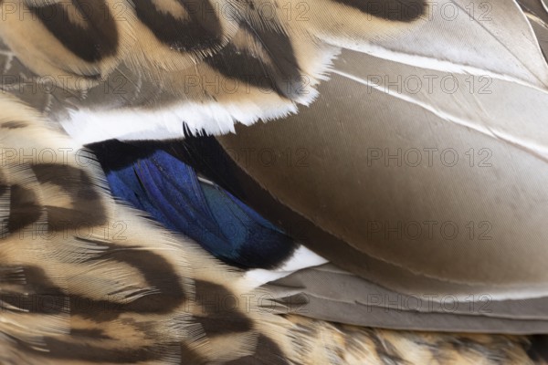 Mallard duck (Anas platyrhynchos) adult female bird close up of its wing feathers, England, United KIngdom