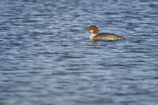 Goosander (Mergus merganser) adult female sawbill bird on a lake in winter, RSPB Titchwell nature reserve, Norfolk, England, United KIngdom