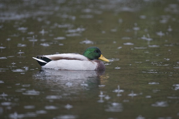 Mallard duck (Anas platyrhynchos) adult male bird on a lake in a rain storm, England, United KIngdom