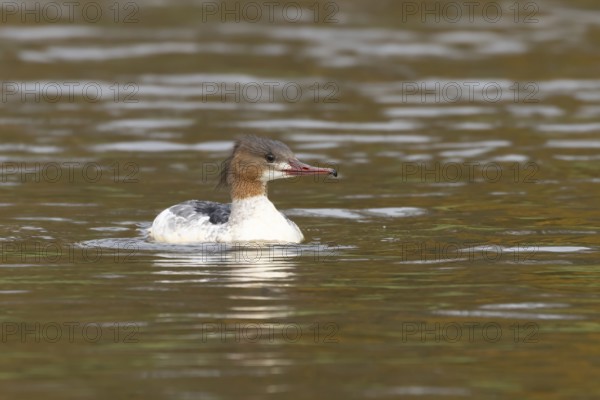 Goosander (Mergus merganser) adult female sawbill bird on a lake in autumn, England, United KIngdom