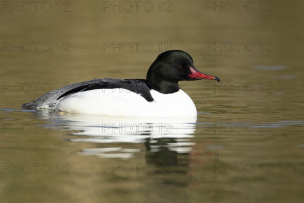Goosander (Mergus merganser) adult male sawbill bird on a lake in winter, England, United KIngdom