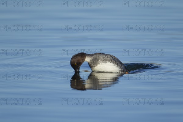 Goldeneye (Bucephala clangula) adult female duck bird diving on a lake in winter, Suffolk, England, United KIngdom