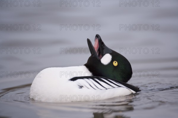 Goldeneye (Bucephala clangula) adult male duck bird displaying on a lake in winter, England, United KIngdom