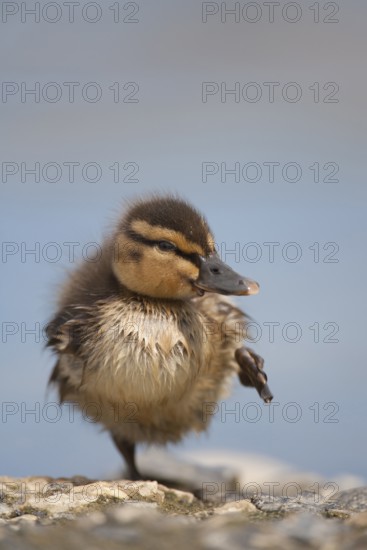 Mallard duck (Anas platyrhynchos) juvenile baby duckling bird stretching its leg in spring, England, United KIngdom