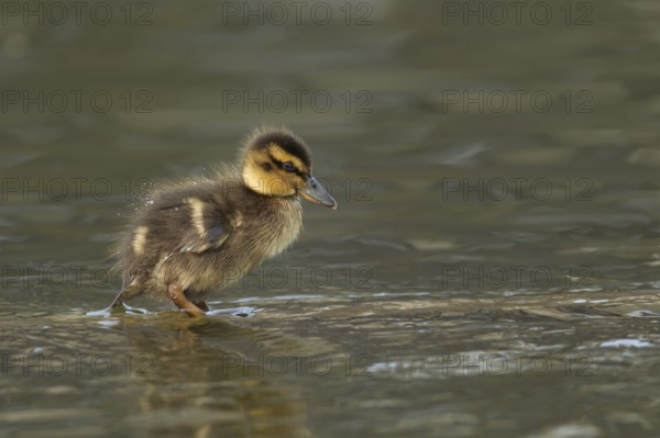 Mallard duck (Anas platyrhynchos) juvenile baby duckling bird in shallow water in spring, England, United KIngdom