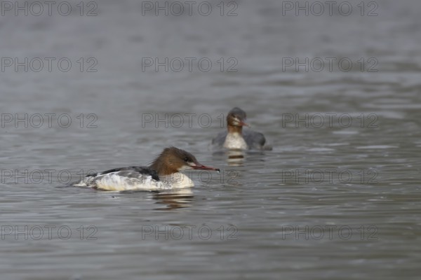 Goosander (Mergus merganser) two adult female sawbill birds on a lake in autumn, England, United KIngdom
