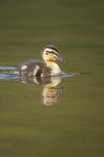 Mallard duck (Anas platyrhynchos) juvenile baby duckling bird on a lake in spring, England, United KIngdom