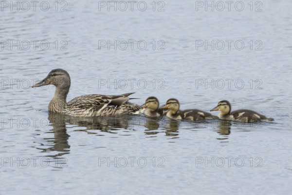 Mallard duck (Anas platyrhynchos) adult female and three juvenile baby ducklings on a lake in spring, Suffolk, England, United KIngdom