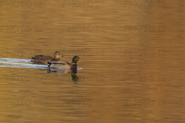 Mallard duck (Anas platyrhynchos) adult male and female two birds on a lake, England, United KIngdom