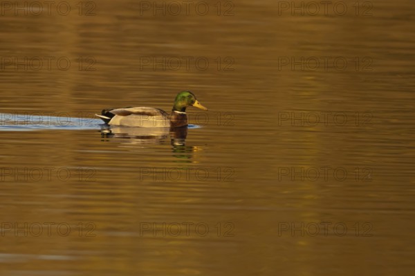Mallard duck (Anas platyrhynchos) adult male bird on a lake, England, United KIngdom