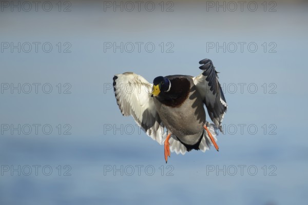 Mallard duck (Anas platyrhynchos) adult male bird in flight over a lake, England, United KIngdom