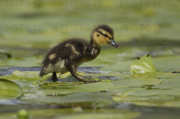 Mallard duck (Anas platyrhynchos) juvenile baby duckling bird walking on a water lily pad leaf in spring, Scotland, United KIngdom