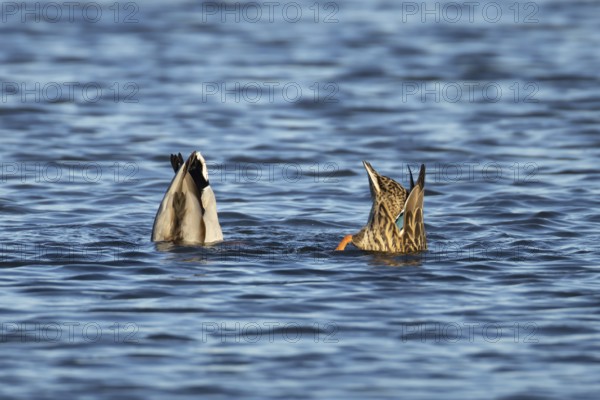 Mallard duck (Anas platyrhynchos) adult male and female two birds feeding or dabbling on a lake, England, United KIngdom