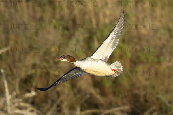 Goosander (Mergus merganser) adult female sawbill bird flying in winter, RSPB Titchwell nature reserve, Norfolk, England, United KIngdom