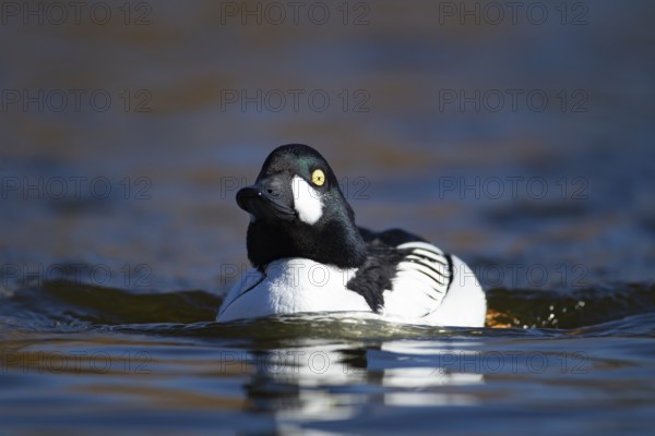 Goldeneye (Bucephala clangula) adult male duck bird on a lake, England, United KIngdom