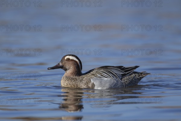 Garganey duck (Spatula querquedula) adult male bird on a lake in spring, England, United KIngdom