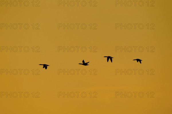 Goosander (Mergus merganser) four adult sawbill birds in flight silhouette at sunset in winter, Suffolk, England, United KIngdom