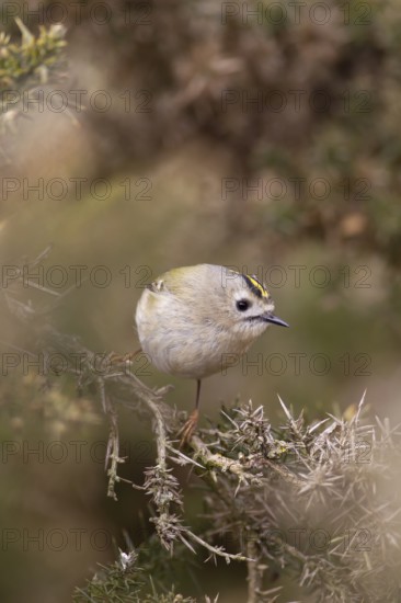 Goldcrest (Regulus regulus) adult bird on a Gorse bush, Suffolk, England, United KIngdom