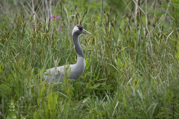Common crane (Grus grus) adult bird amongst a marshland environment, England, United KIngdom