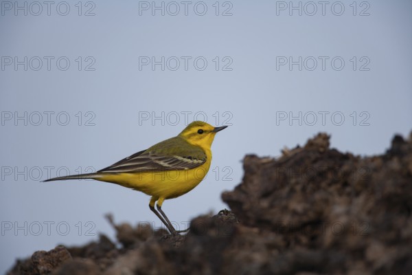 Yellow wagtail (Motacilla flava) adult bird on a farmland muck heap in spring, Suffolk, England, United KIngdom