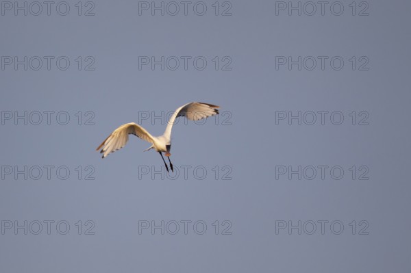 Eurasian spoonbill (Platalea leucorodia) adult bird in flight, RSPB Minsmere nature reserve, Suffolk, England, United KIngdom