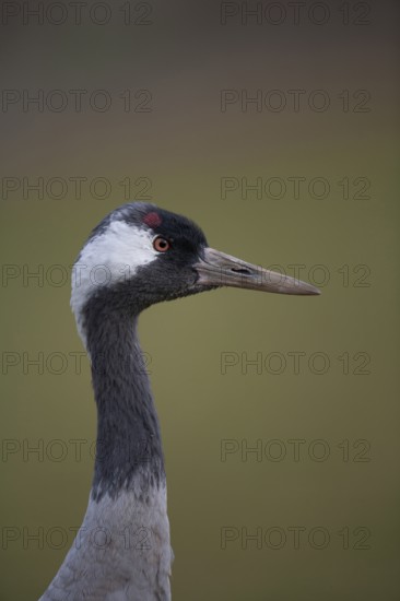 Common crane (Grus grus) adult bird head portrait, England, United KIngdom