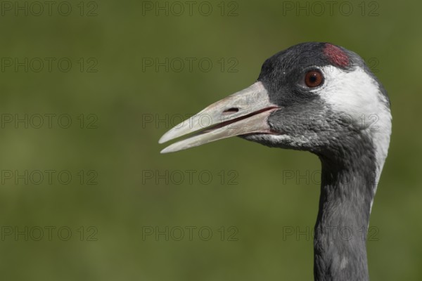 Common crane (Grus grus) adult bird calling, England, United KIngdom