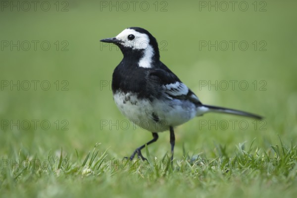 Pied wagtail (Motacilla alba) adult bird walking on a garden grass lawn, England, United KIngdom