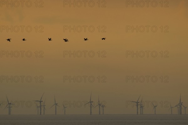 Great cormorant (Phalacroccorax carbo) adult birds flying in formation over the sea silhouette at sunset with wind turbines of an offshore windfarm in the background, Norfolk, England, United KIngdom
