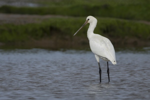 Eurasian spoonbill (Platalea leucorodia) adult bird in a shallow lagoon in summer, RSPB Titchwell nature reserve, Norfolk, England, United KIngdom