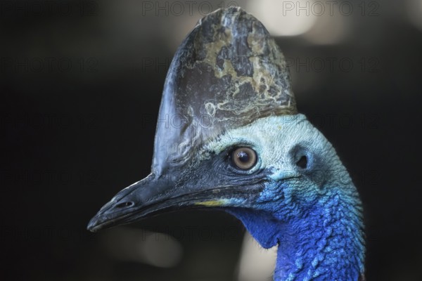 Southern cassowary (Casuarius casuarius) adult bird head portrait, Australia
