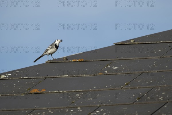 Pied wagtail (Motacilla alba) adult bird with an insect for food in its beak on an urban building roof, England, United KIngdom