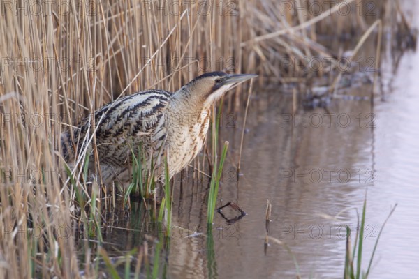 Eurasian or Great bittern (Botaurus stellaris) adult heron bird on the edge of a reed bed, RSPB Minsmere nature reserve, Suffolk, England, United KIngdom