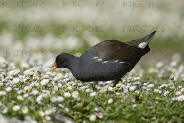 Moorhen (Gallinula chloropus) adult bird walking across a daisy flower filled meadow in spring, England, United KIngdom