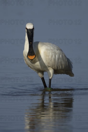 Eurasian spoonbill (Platalea leucorodia) adult bird in a shallow lagoon, RSPB Minsmere nature reserve, Suffolk, England, United KIngdom