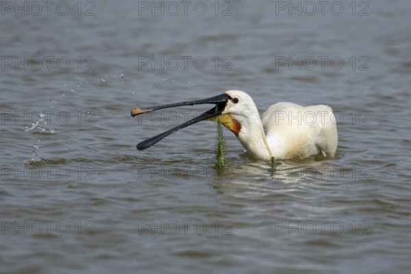Eurasian spoonbill (Platalea leucorodia) adult bird feeding in a shallow lagoon in summer, RSPB Minsmere nature reserve, Suffolk, England, United KIngdom